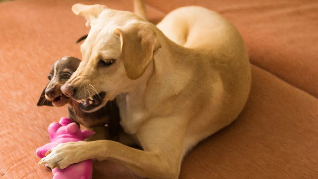 Bad Dachshund 2: Revenge of the Tail