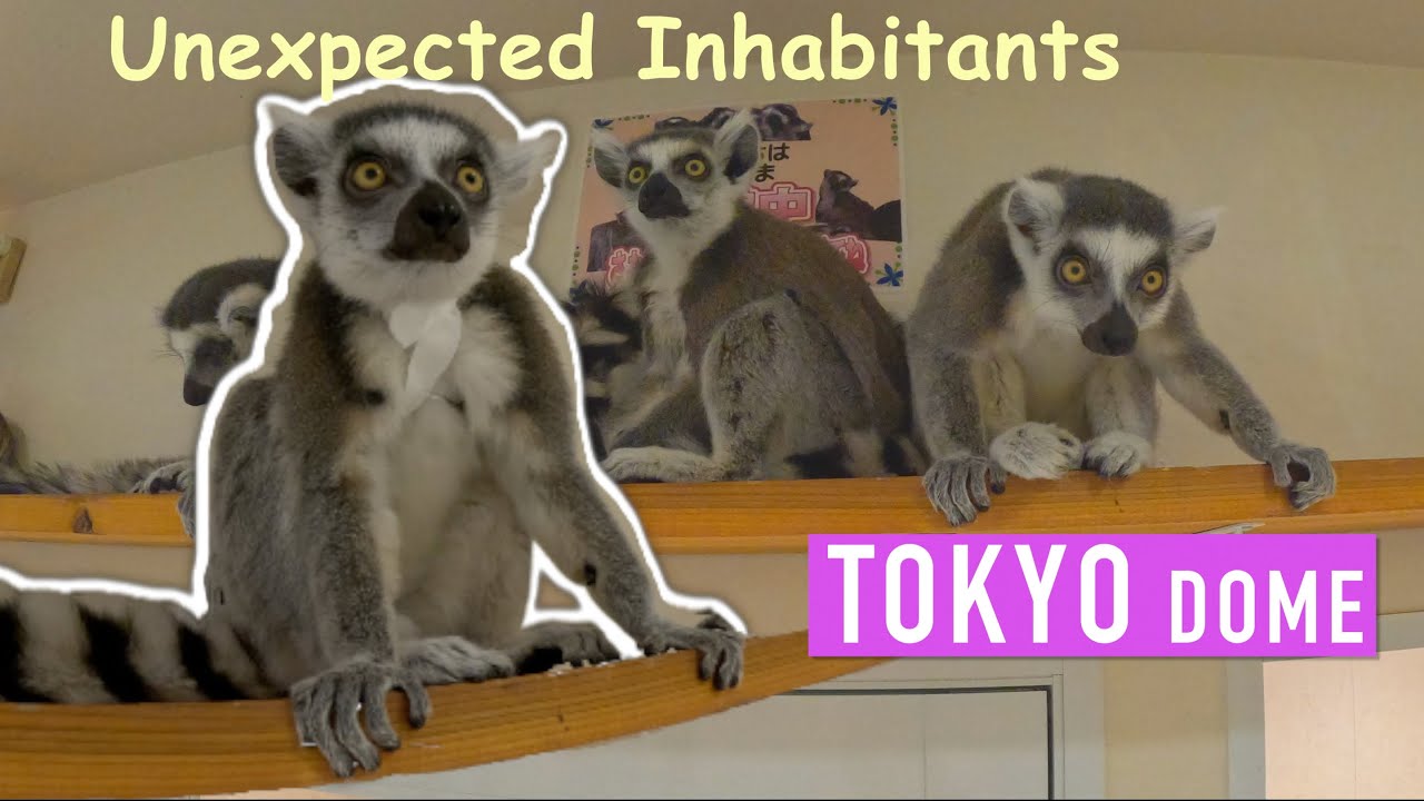 Unexpected Animal Experience at Tokyo Dome - AniTouch 🦥🐾