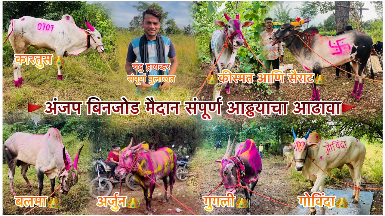 अंजप बिनजोड आड्डा🚩सैराट-कीस्मत win🔥कारतुस 0707, मन्या भाई,बारुद, टिटवी, गुगली, रूद्रा,बलमा, 👑मुलाखत🚩