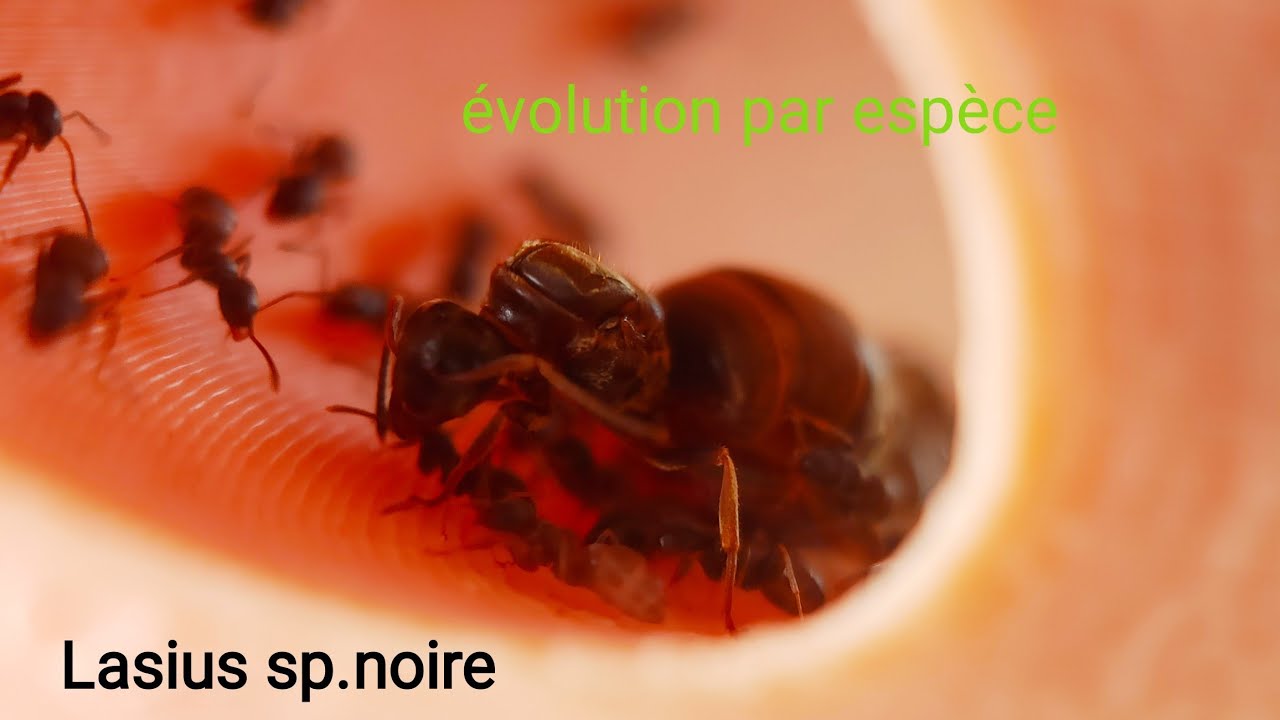 évolution depuis le début : Lasius sp.noire