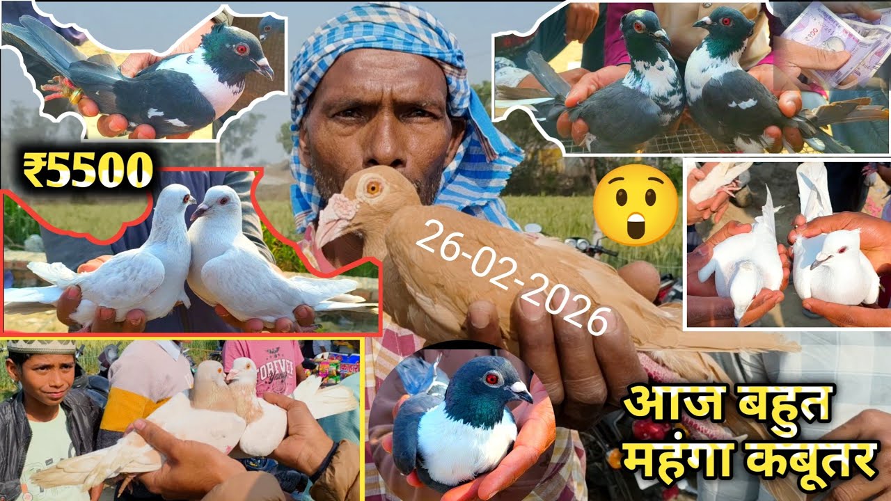 26-02-26 Rampur Road Bareilly Kabootar Market तुर्की  pathetic, Welcome chowk kabutar market today 