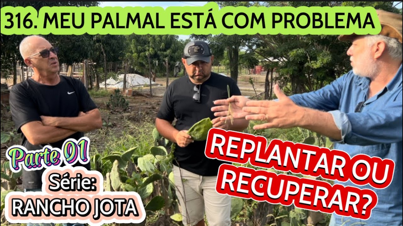 316. MEU PALMAL ESTÁ COM PROBLEMA: REPLANTO OU RECUPERO? - SÉRIE RANCHO JOTA - Parte 01