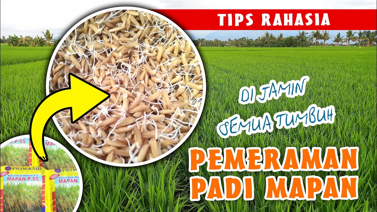Cara Merendam, Memeram, Semai Padi Hibrida Mapan P05 - Pasti Berhasil