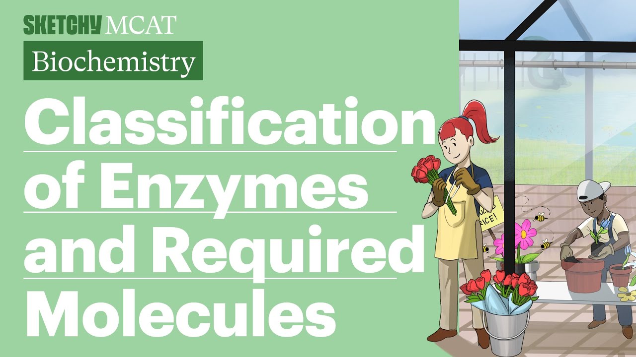 Classification and Properties of Enzymes | Sketchy MCAT