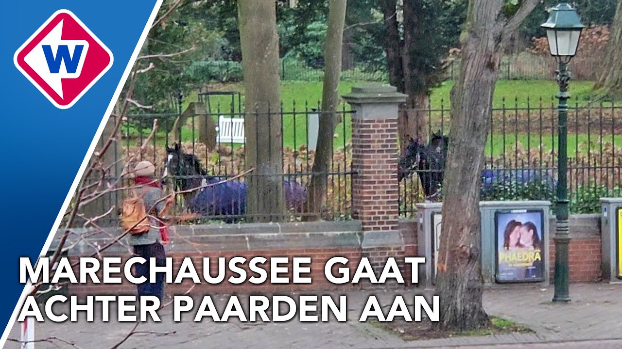 Paarden ontsnappen en rennen door Paleistuin
