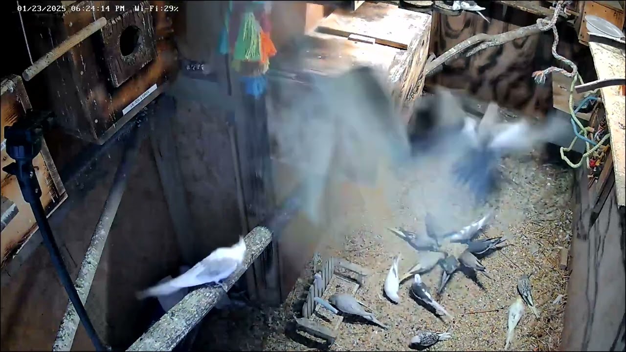 Lots of January 2025 baby cockatiels.