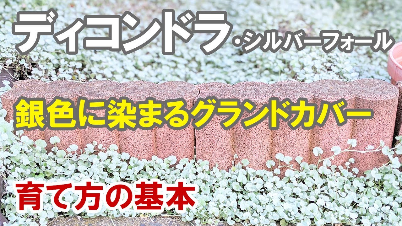 ディコンドラ シルバーフォールで銀色のグランドカバーを作ろう！