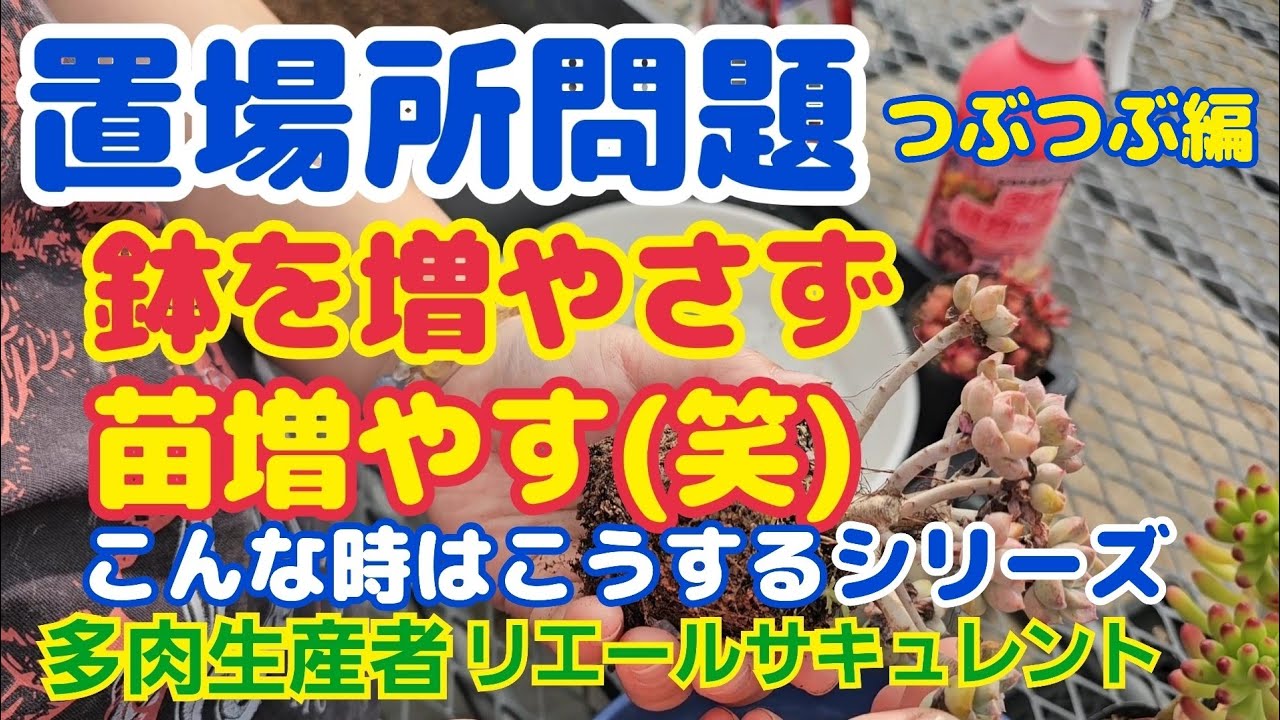 2026年2月21日【多肉植物】【こんな時はこうするシリーズ】つぶつぶ編