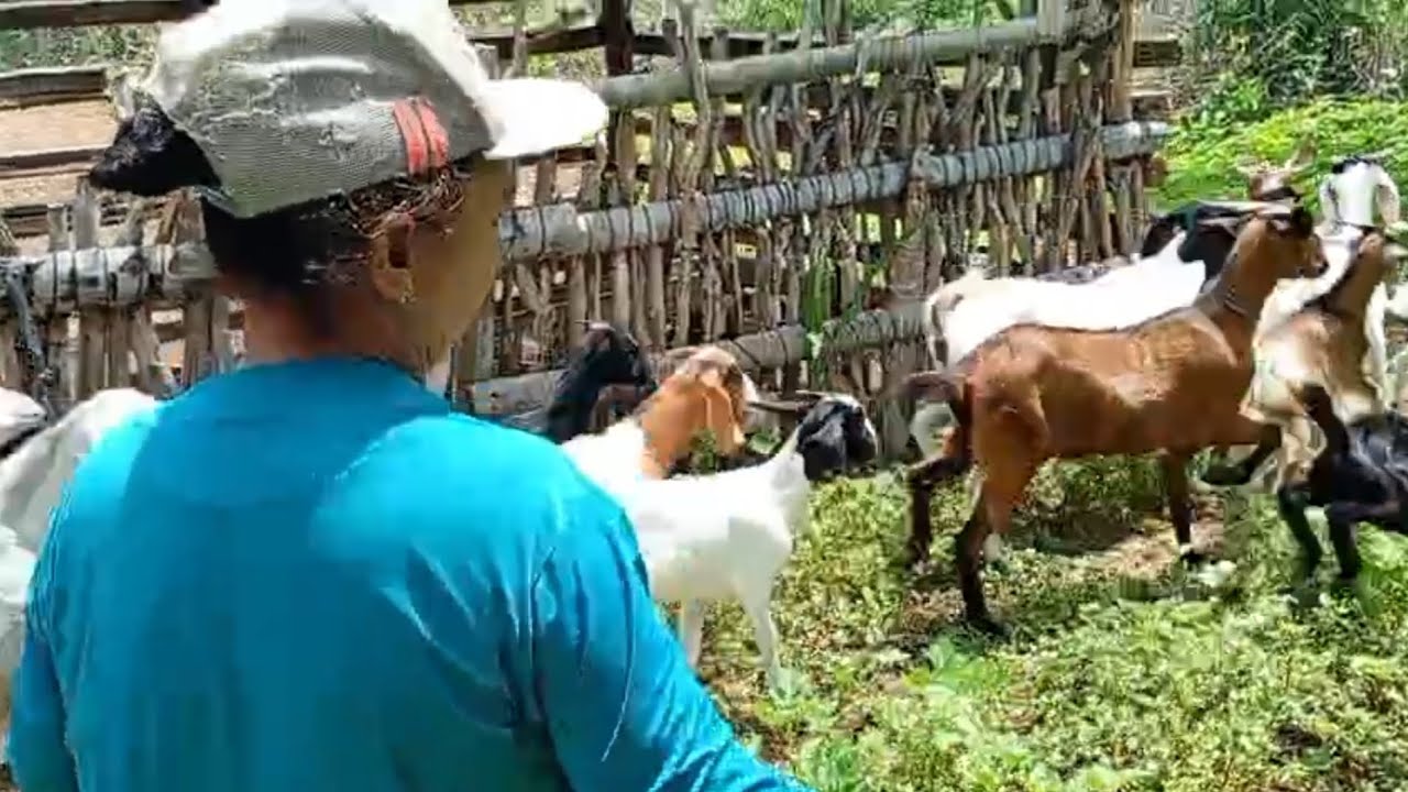 MINHA MANHÃ NO SÍTIO | CUIDANDO DA MINHA CRIAÇÃO DE BODE