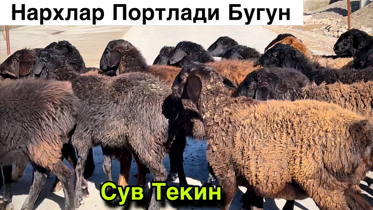 Сураган Олурсин! ☎️+998 97 222 1197 ☎️+998 99 708 5444