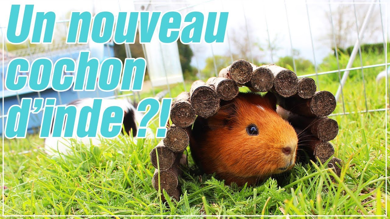 L'arrivée d'un nouveau cochon d'inde
