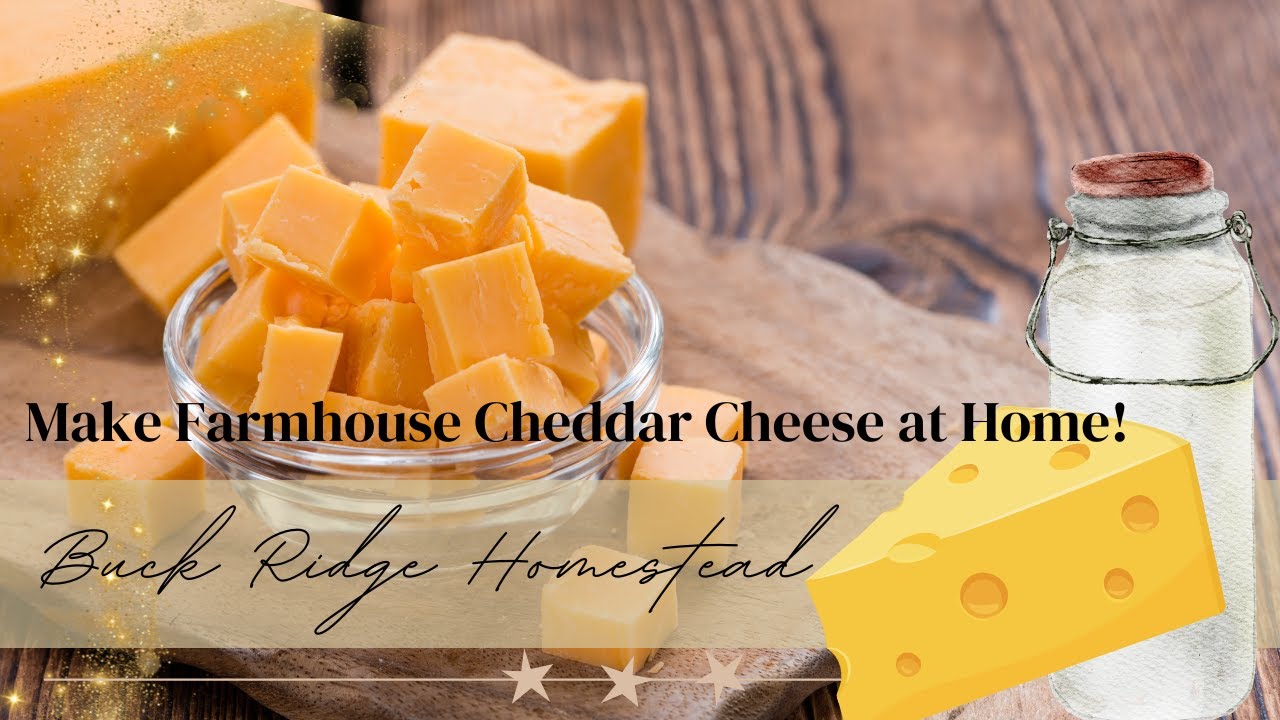 Step-By-Step Farmhouse Cheddar Cheese at Home & How to Make Your own Mesophilic Culture for Cheese