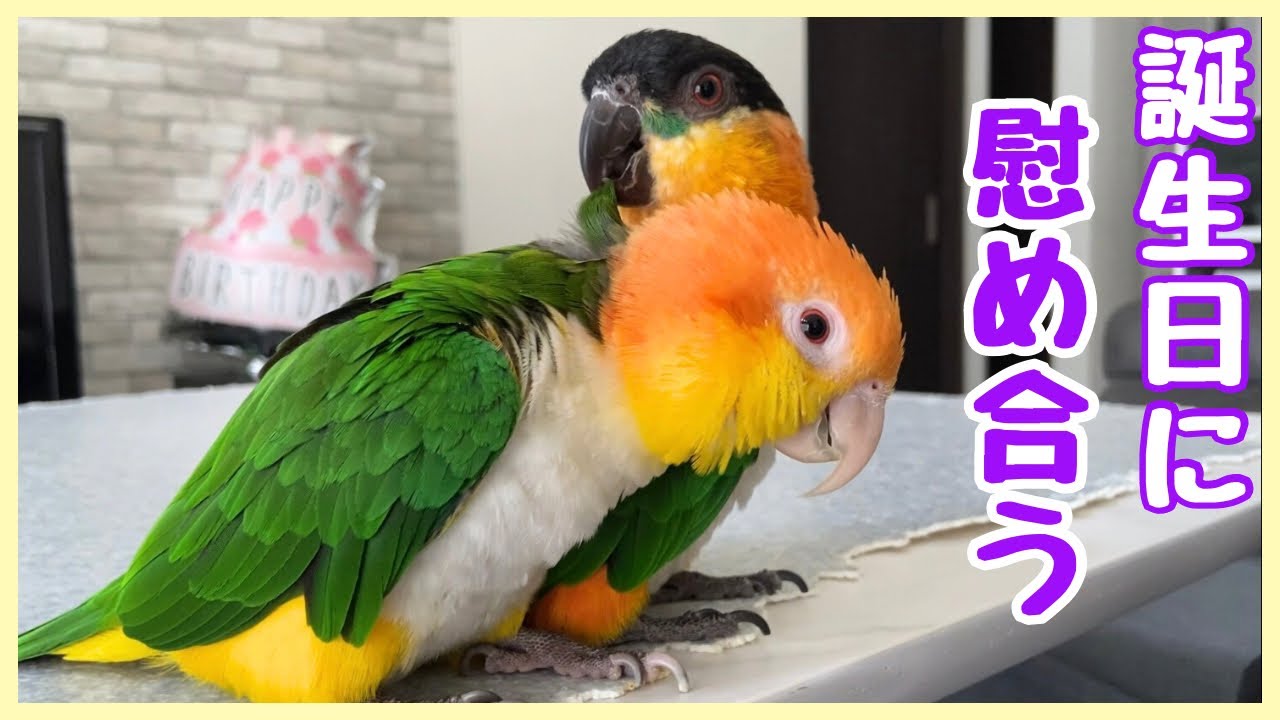 インコ4歳の誕生日はちょっと不評でした