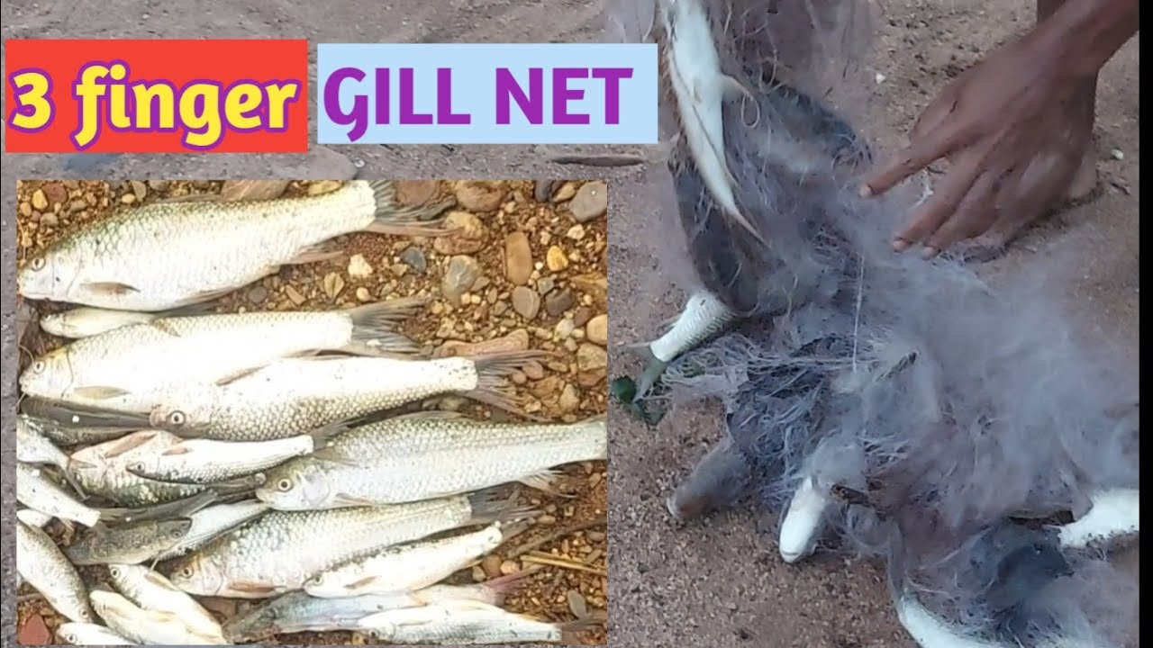 3 finger Gil net ,How to catch fishes by gill net,How to make gill net in simple process 🤔😅