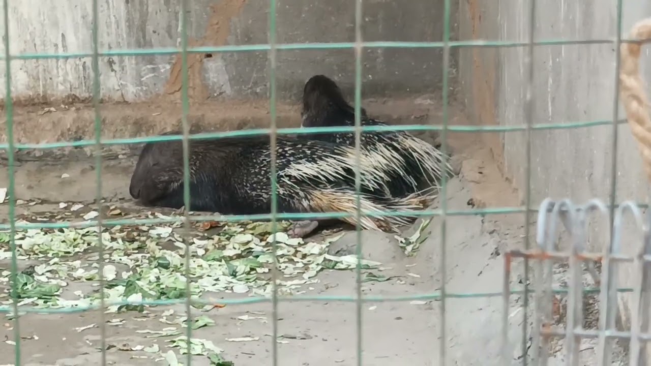 With my family  enjoying watching Animals in NAGALAND ZOOLOGICAL PARK