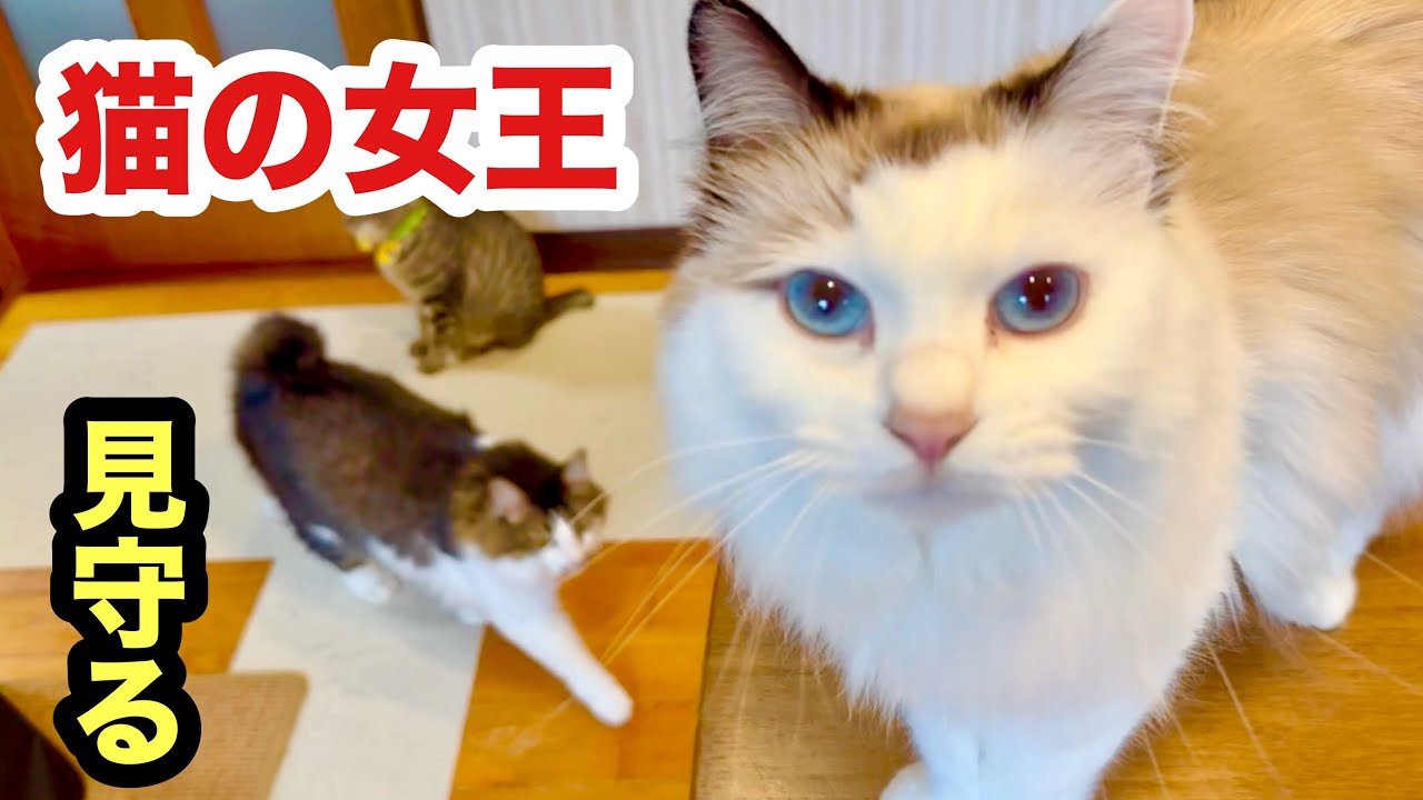 暴れ子猫だらけでも猫の女王は優しく見守る