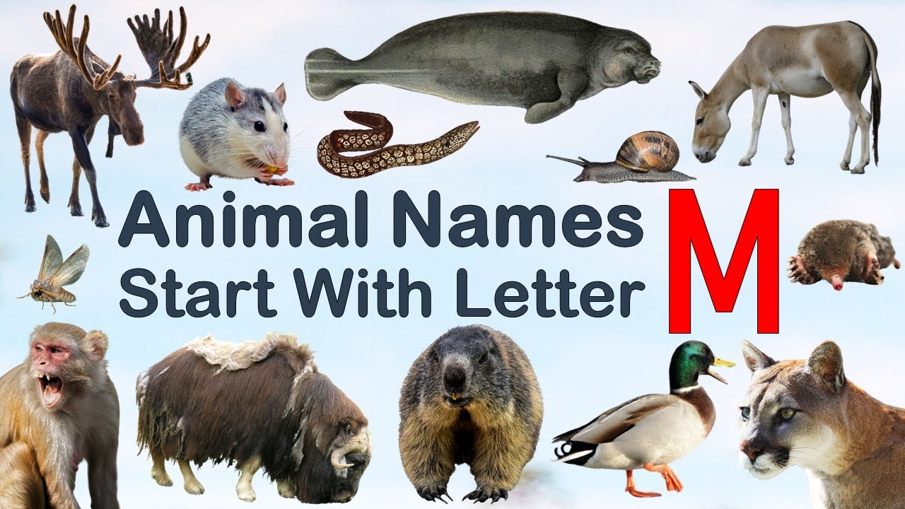 Animal Names Starting with letter M 