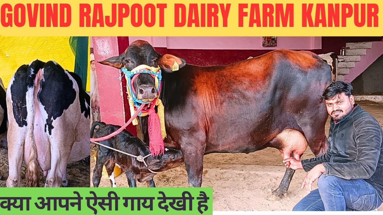 क्या आपने ऐसी गाय देखी है,Govind Rajpoot Dairy Form Bithoor Kanpur up 