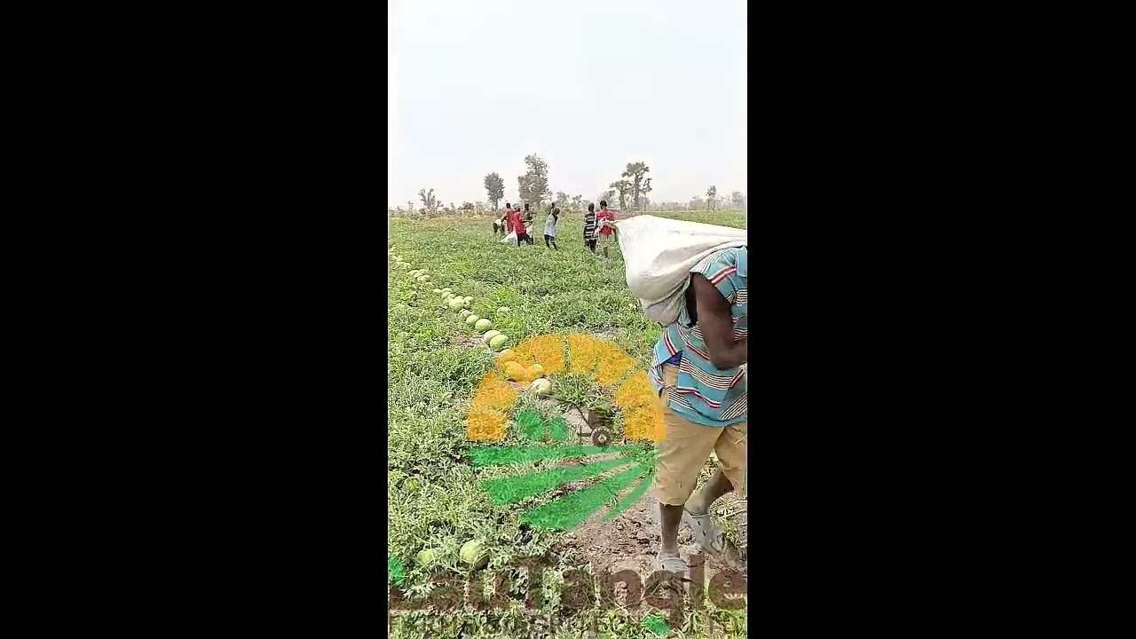 Watermelon 🍉 Farming in Nigeria 