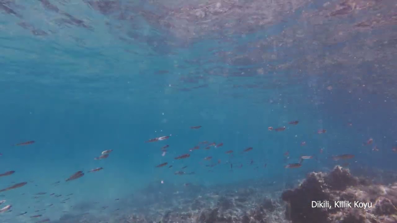 İzmir Dikili - Killik Koyu Su Altı Görüntüleri