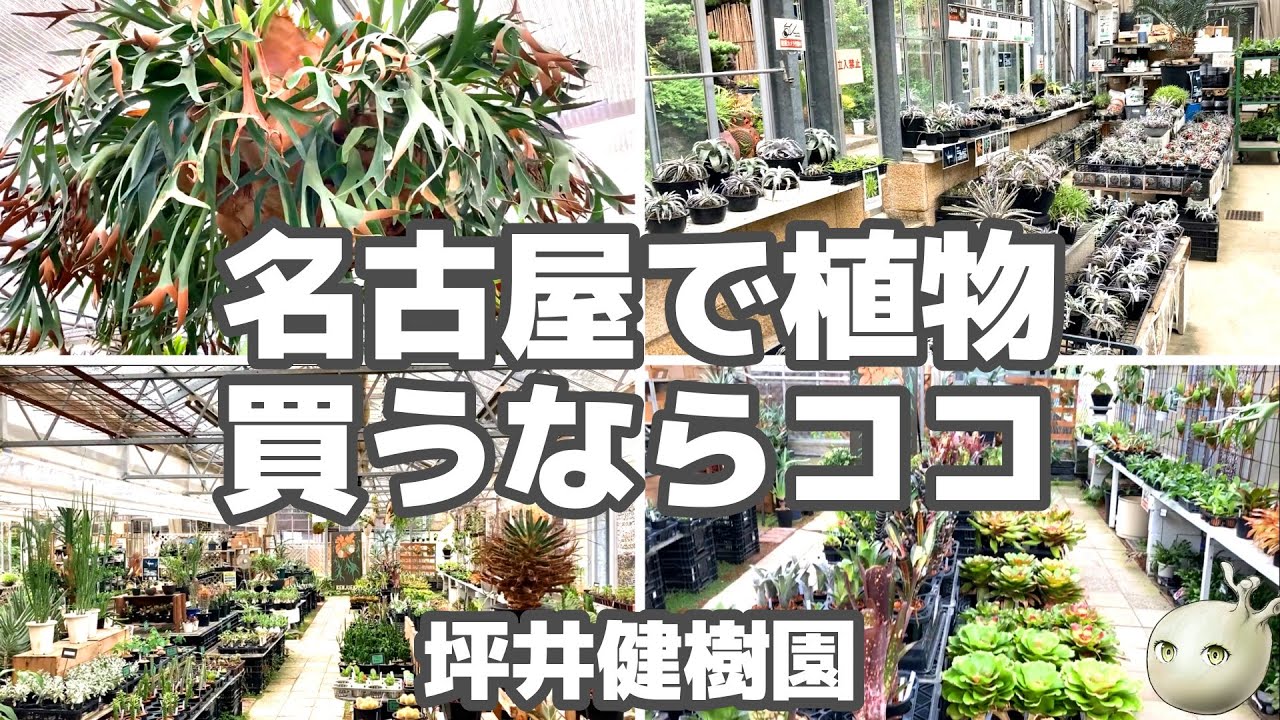 【観葉・多肉・塊根・着生】名古屋で植物買うならココがおすすめ【坪井健樹園】