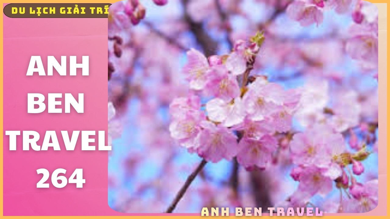 Anh Ben Travel Số 264 - Ngắm Nhìn Hoa Anh Đào Nở Rộ Khắp Con Đường