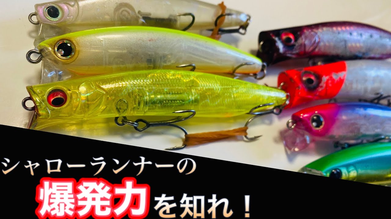 断言します！シャローランナーの出しどころを知ればシーバスはもっと釣れます！