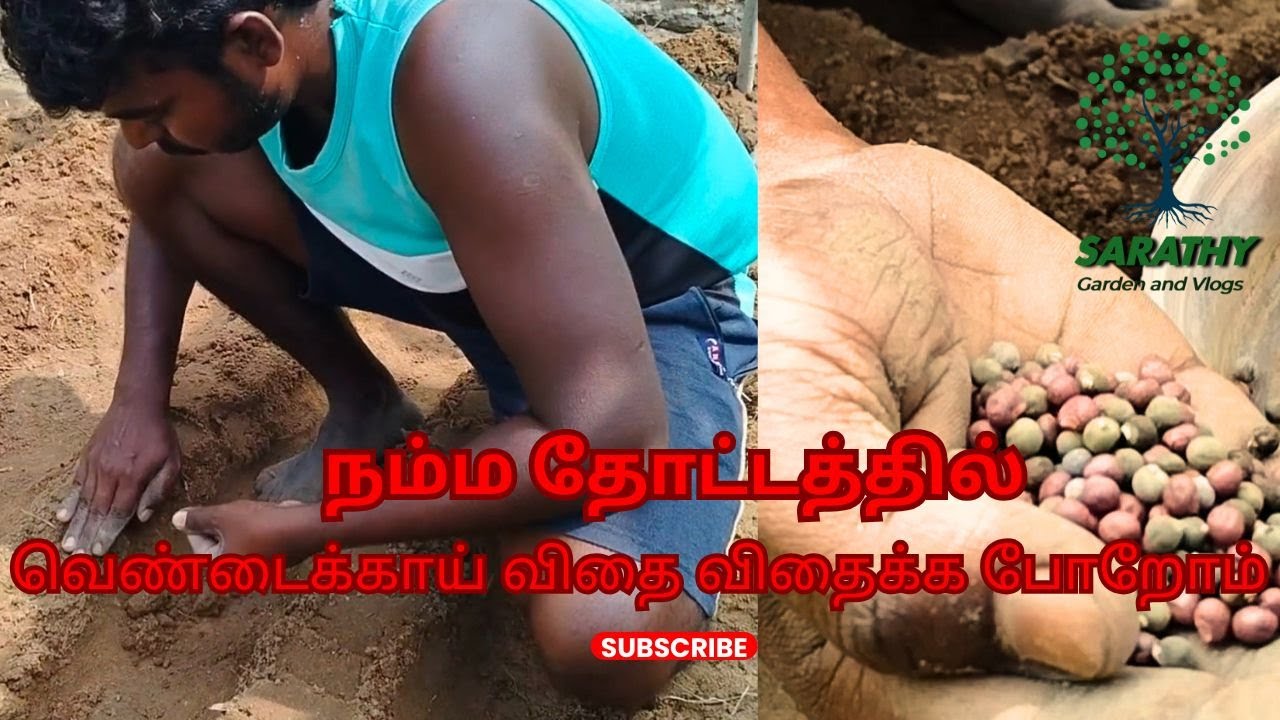 வெண்டைக்காய் விதை நட போறோம் Sarathyminigarden