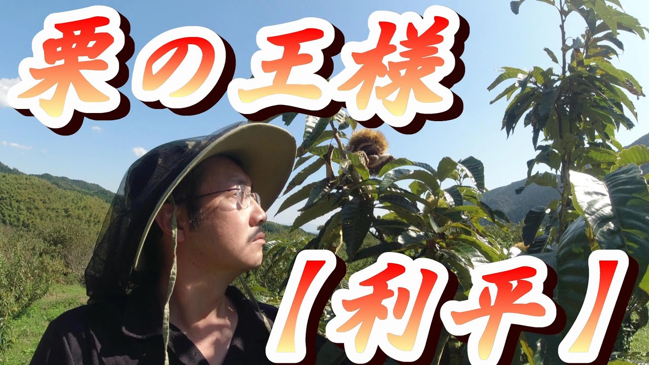 栗の品種⑥　栗の王様　ハーフ栗　【利平】