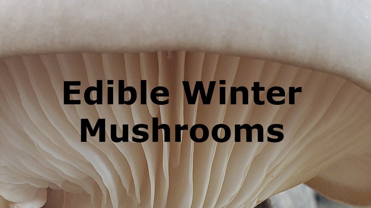 Winter Mushrooms
