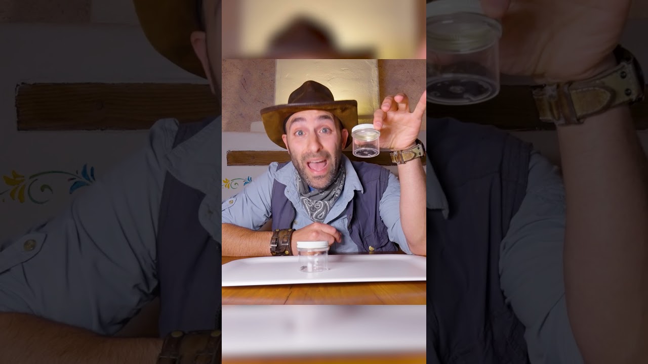 Ragno Marrone vs Ragno Nero Chi &egrave; il pi&ugrave; pericoloso? #shorts