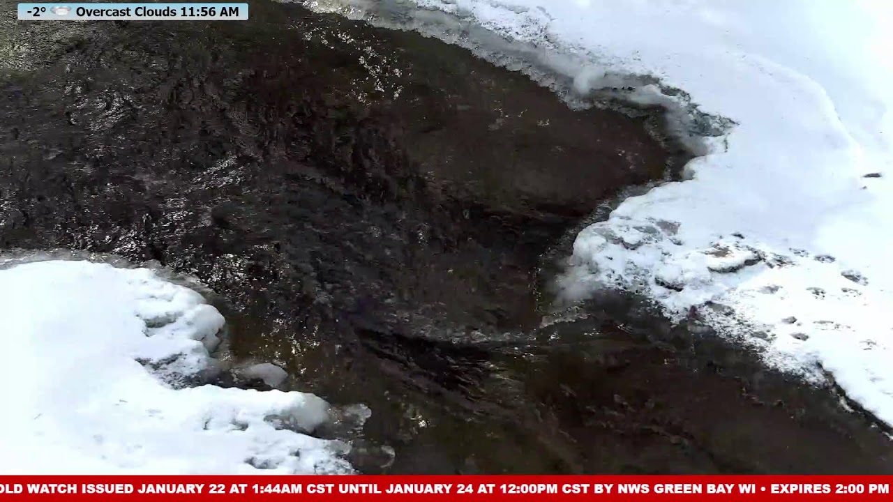 Live  Wildlife Frenzy at McCaslin Brook | Nicolet National Forest 24/7