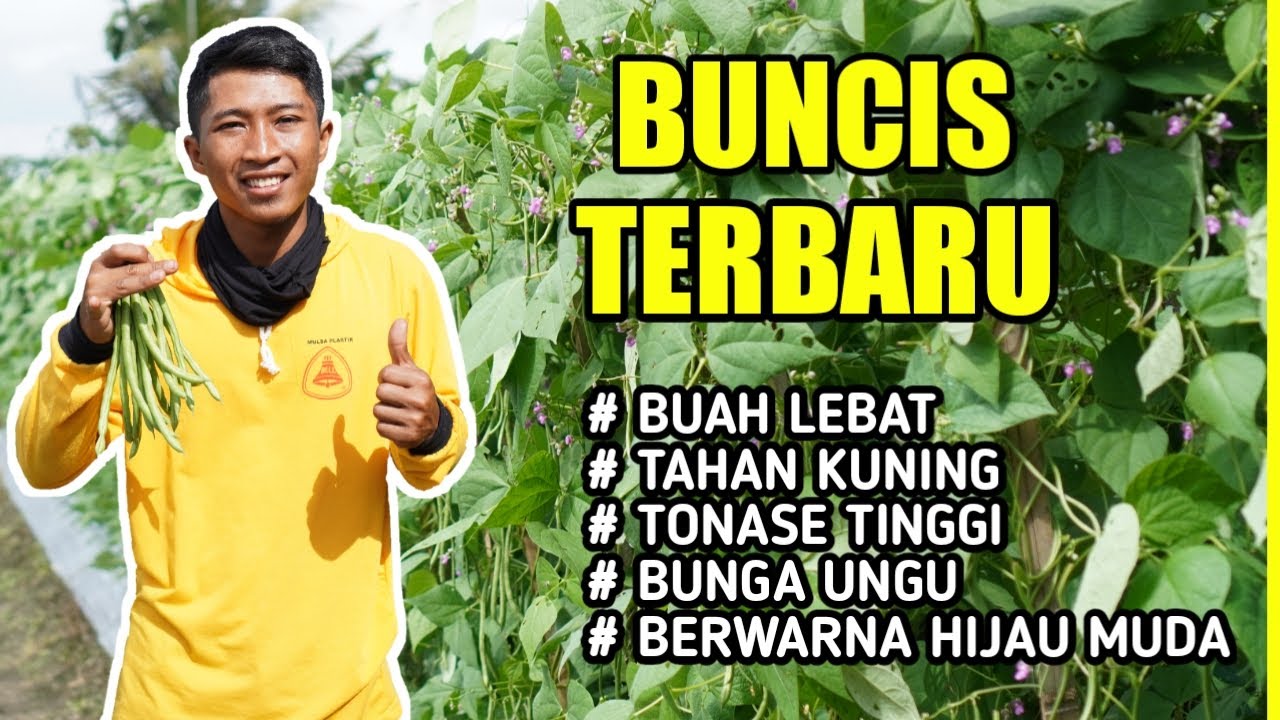 CARA AGAR BUNCIS BERBUAH LEBAT | BUNCIS TERBARU TAHAN KUNING