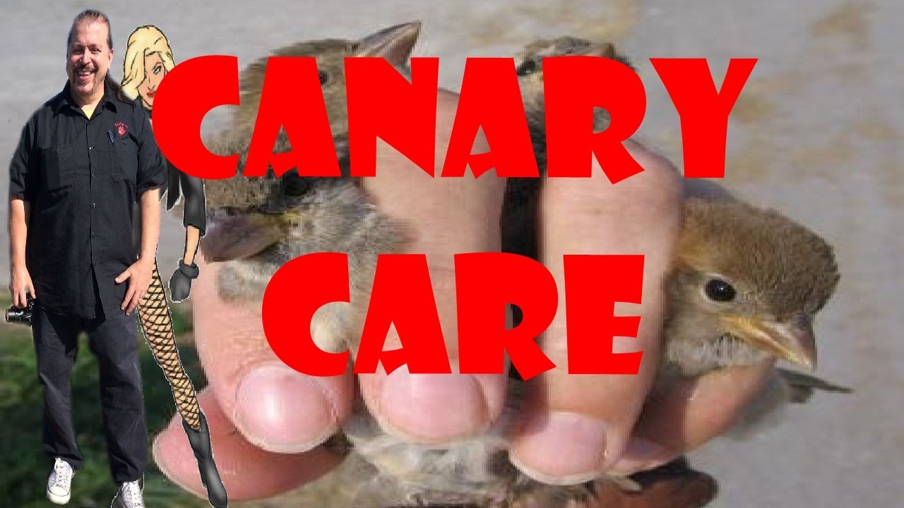 Henry's Recommendations for Canary Care