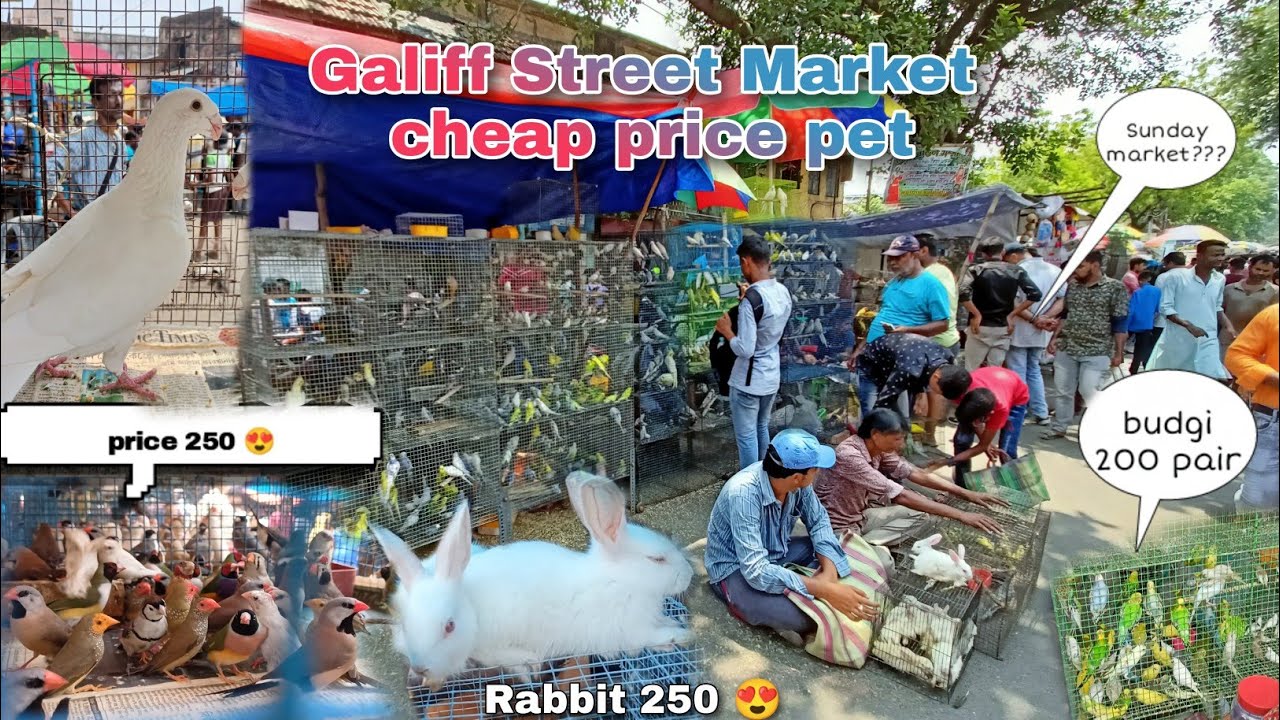 Galiff Street pet market kolkata vlog || May 2023 #exoticfinches #budgie #cheapest