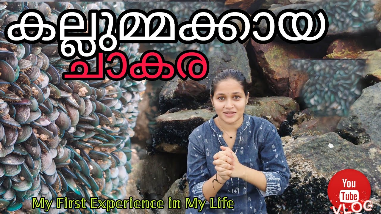 കല്ലുമ്മക്കായ ചാകര 🔥🔥Mussels Harvesting | Vlog #myfirstvlog #fishing #mussels 