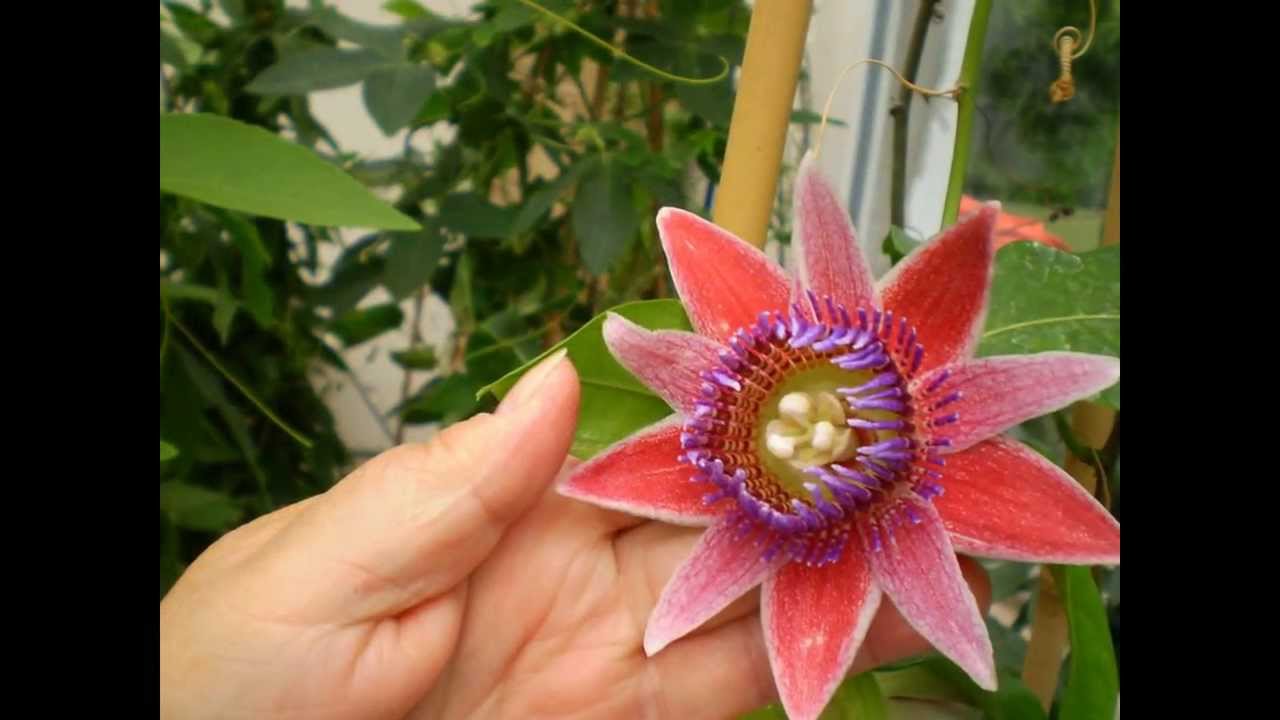 Passionsblumen 2012