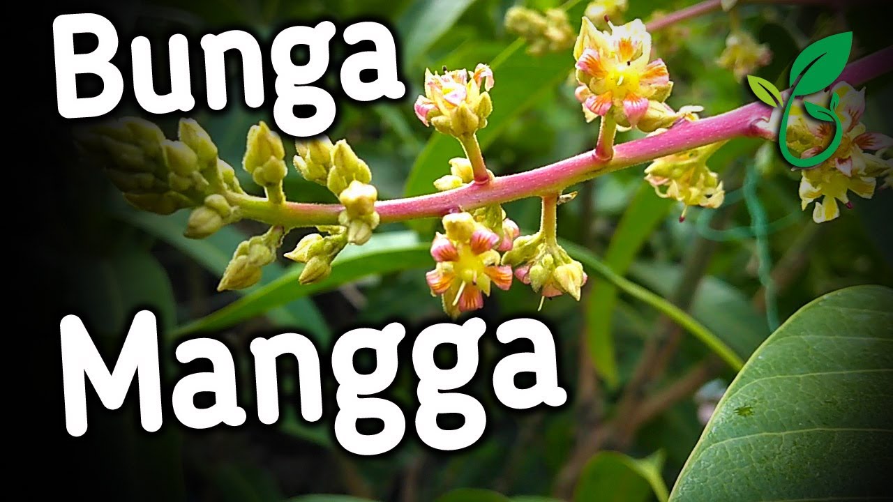 Tanda Mangga Berbunga atau Bertunas Proses Dari Bunga Menjadi Pentil