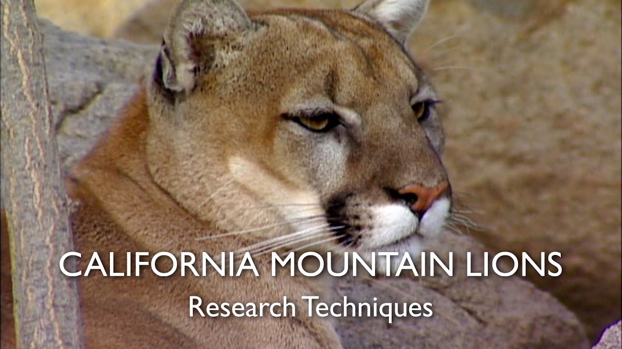 California Mountain Lions, Chapter 2: Research Techniques