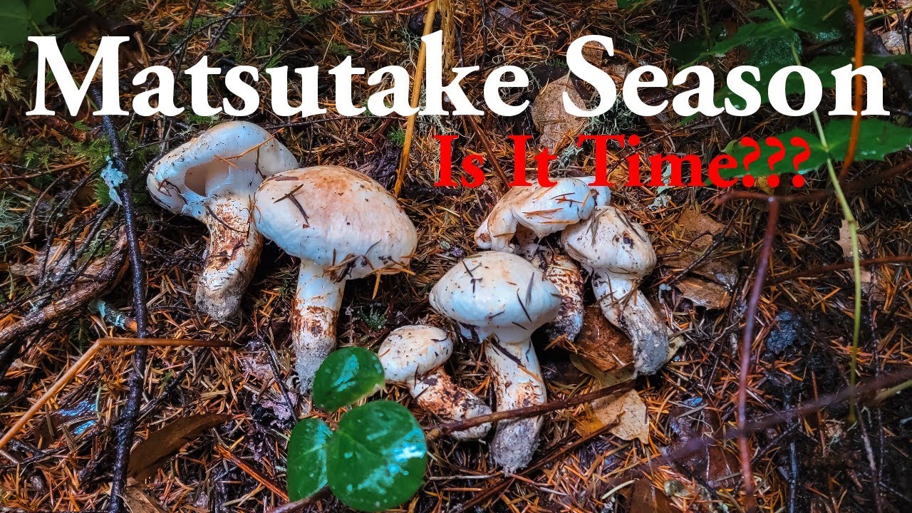How to find matsutake mushrooms | Pine mushroom season