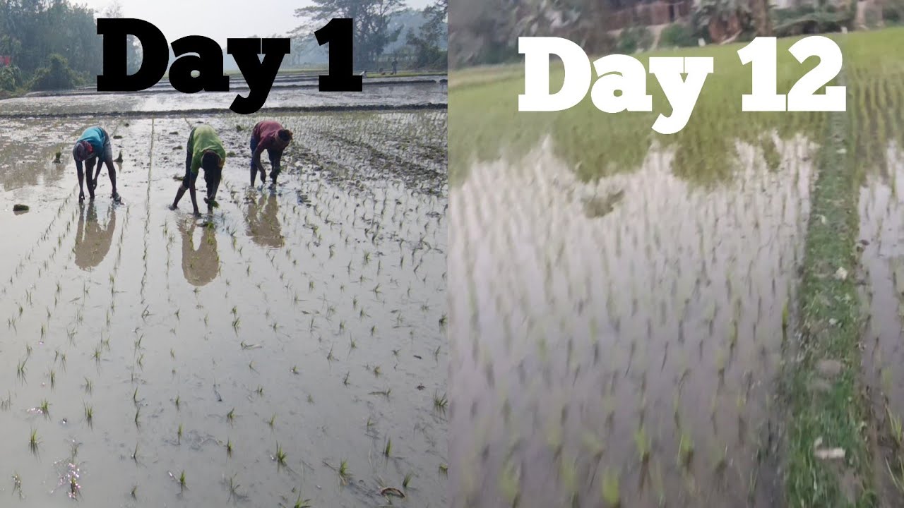 ধানের জমি আস্তে আস্তে সুন্দর হচ্ছে😍 || Omr Daily Vlogs