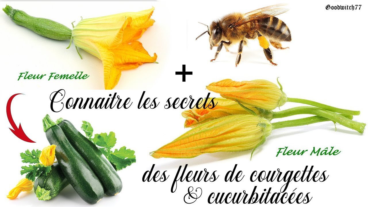 Comment réussir ses courgettes, empêcher de jaunir, les polliniser...Tout savoir sur leurs fleurs!