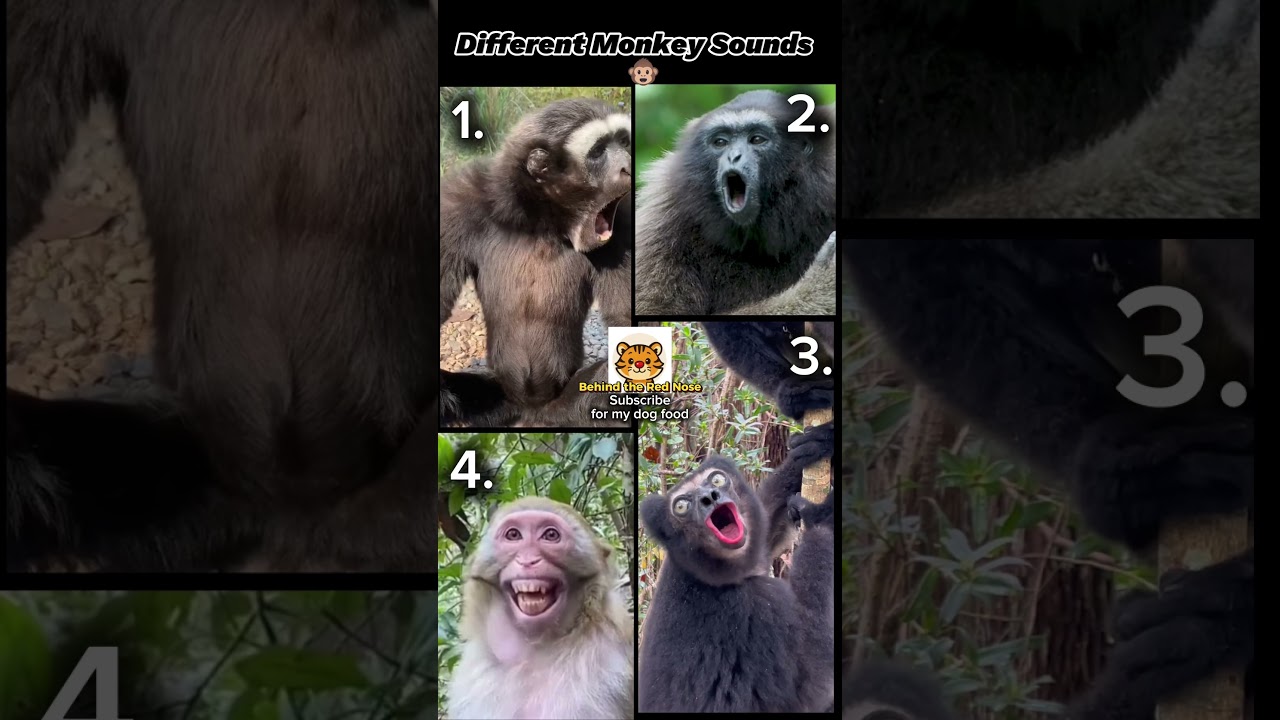 Different Monkey Sounds