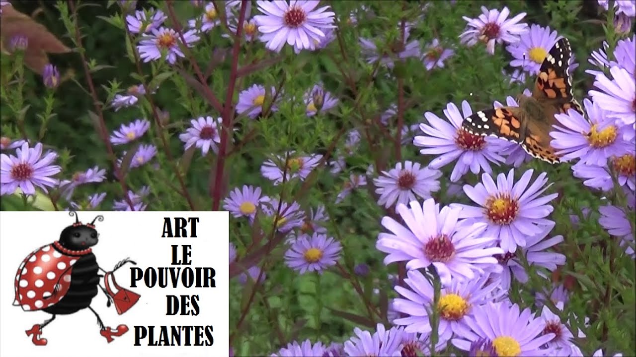 Jardinage: Aster d'automne: taile et entretien plante vivace