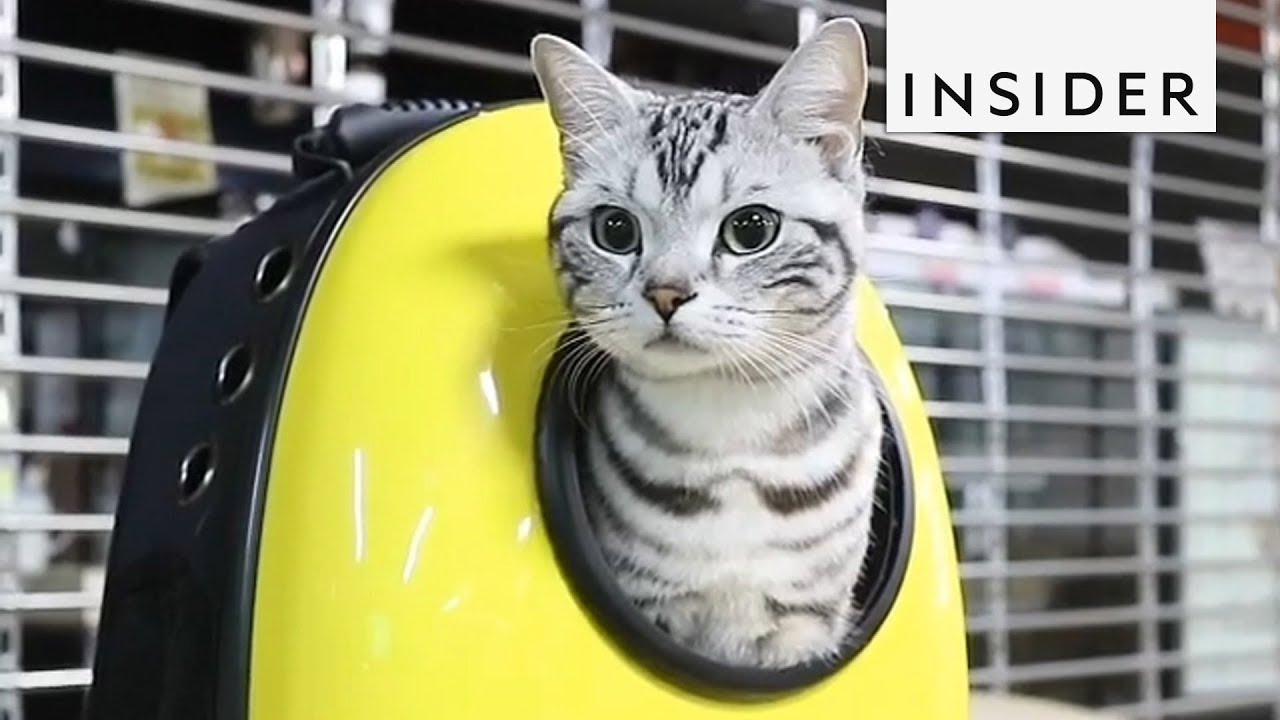 10 Products Every Cat Lover Needs