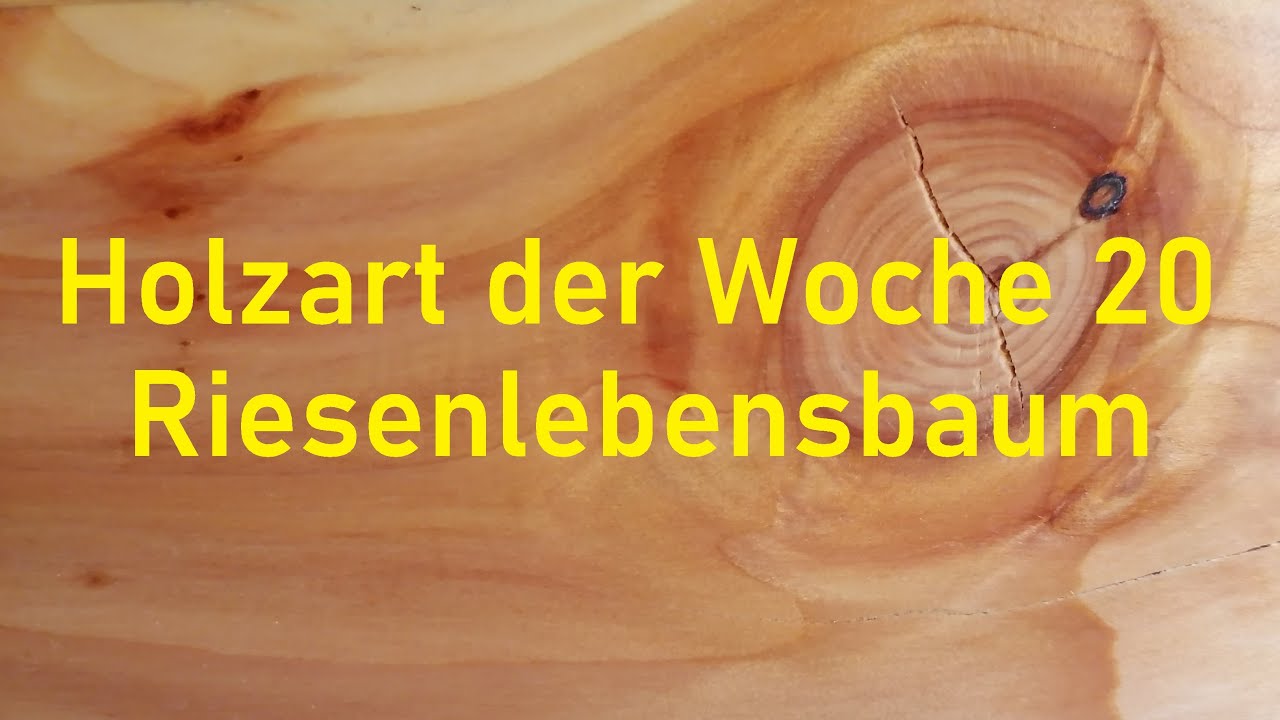 Holzbestimmung: Holzart der Woche 20 –  THUJA, LEBENSBAUM viele Namen, aber nur ein BAUM!