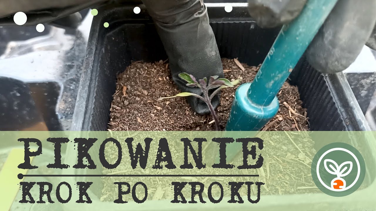 Pikowanie krok po kroku.