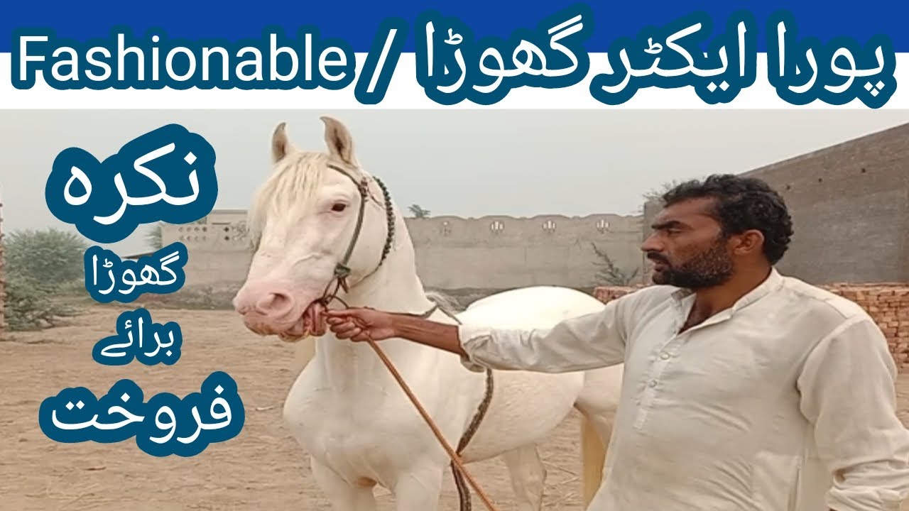 Actor and Fashionable Nukra Horse🐎 || Punjab Pakistan || Malik of Wah