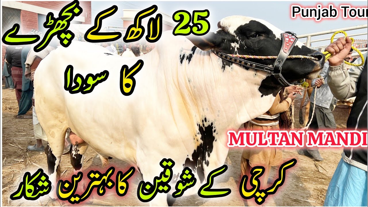 Multan Cow Mandi Cattle Rate Update 5 January 2025 | Karachi K Shoqeen Ka Behtreen Shikar...