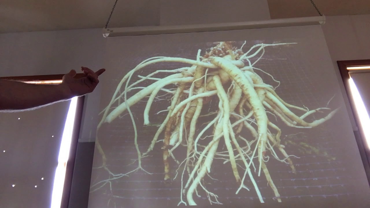 Dang Shen - 党参 - Codonopis pilosula
